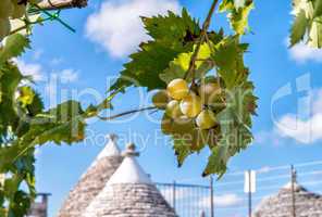 Grape on a beautiful summer day in Alberobello, Apulia - Italy