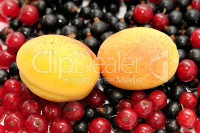 currant and apricot