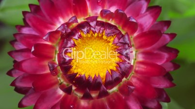 Strohblume (Helichrysum)