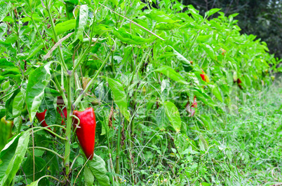 Pepper plants