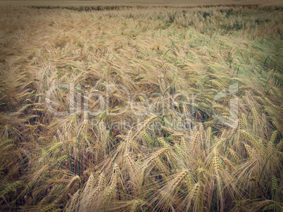 Retro look Barleycorn field