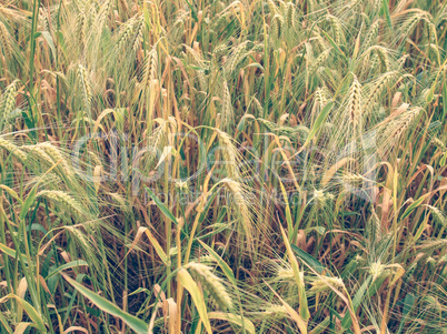 Retro look Barleycorn field