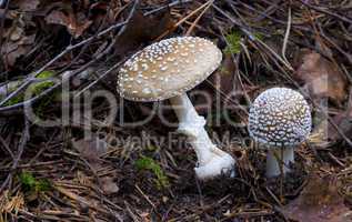 Amanita pantherina. mushrooms in the forest
