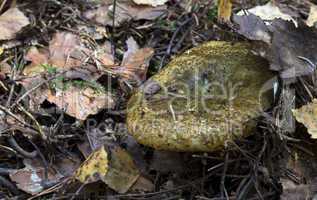 Lactarius necator. mushrooms in the forest