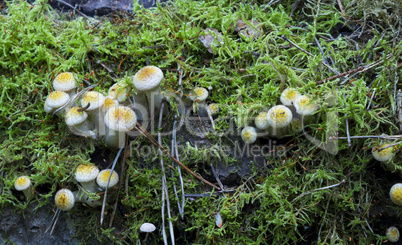 Kuehneromyces. mushrooms in the forest