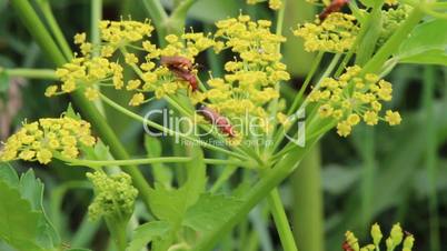 insects copulating on yellow flowers