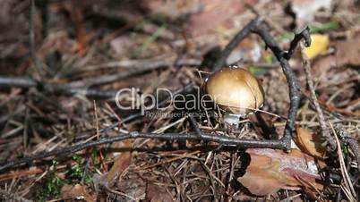 Mushrooms in the wood