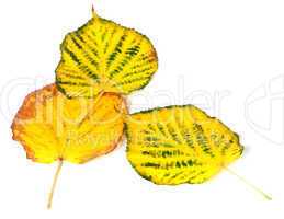 Three autumn multicolored leafs