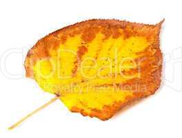 Yellowed dry autumn leaf