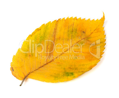 Yellowed autumn leaf