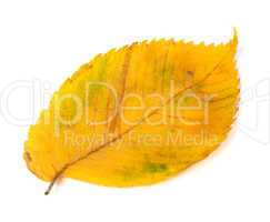 Yellowed autumn leaf