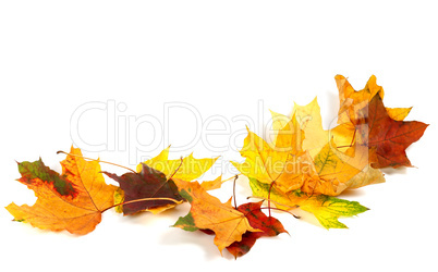 Autumn dry maple leafs isolated on white background