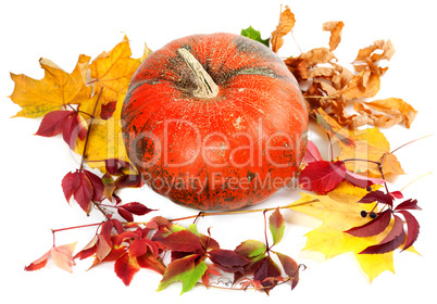 Red ripe pumpkin and autumn leaves on white background