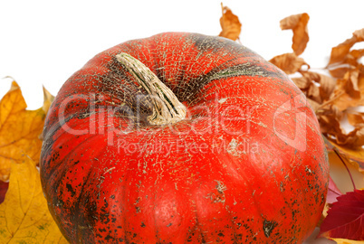 Ripe pumpkin in autumn leaves