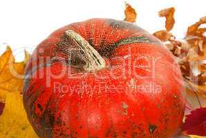 Ripe pumpkin in autumn leaves