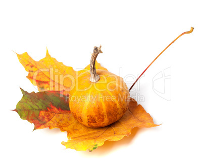 Small decorative pumpkin on autumn maple-leaf