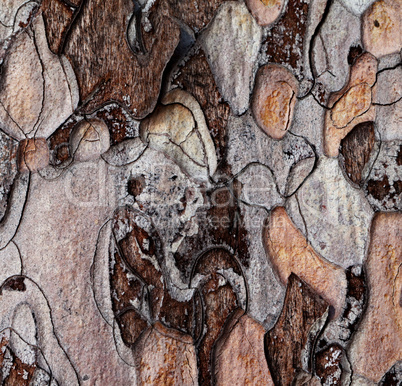 Wooden texture of pine-tree