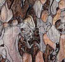 Wooden texture of pine-tree