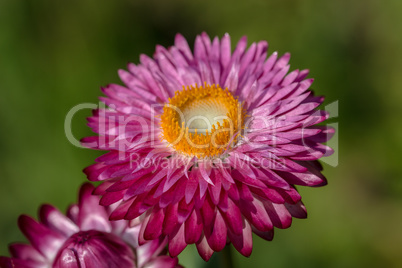 Lila Asterblüte - Purple Aster blossom