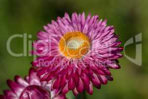 Lila Asterblüte - Purple Aster blossom