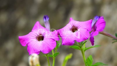 Colorful petunias close-up