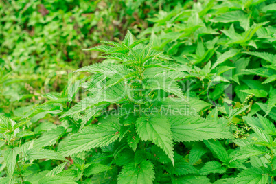 fresh nettle