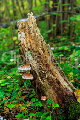 stump_mushrooms