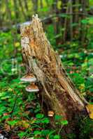 stump_mushrooms