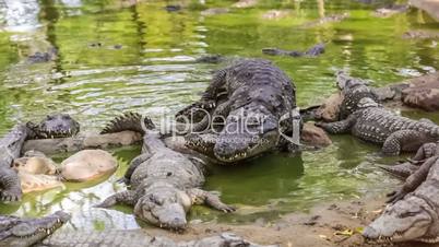 Mating crocodiles, India.