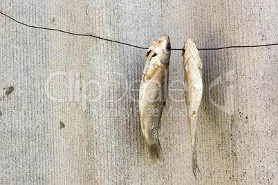 Dried fish on a wire