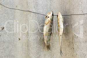 Dried fish on a wire