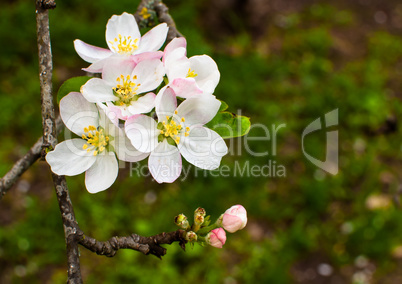 Apple blossom