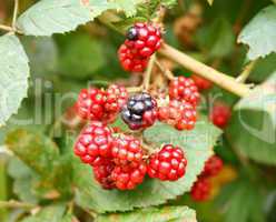 Branch of wild blackberry