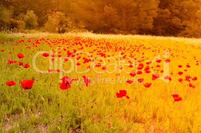 Fields of poppies at sunset