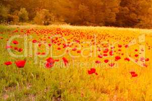 Fields of poppies at sunset