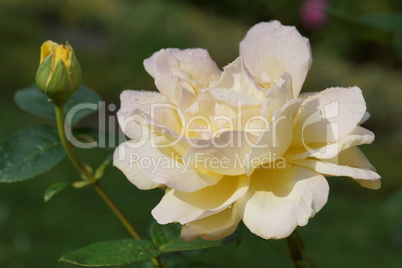 gelbe Rosenblüte