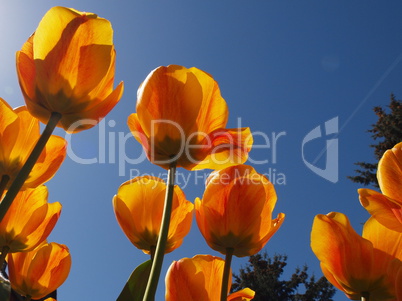 Tulpen