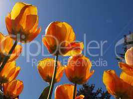 Tulpen