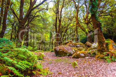 path in the forest of sa fraigada