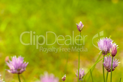 Little pink flowers in a garden