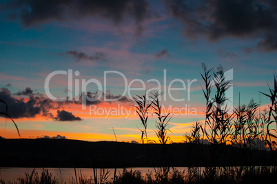 Silhouette of reeds at sunset