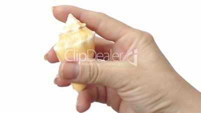 Female Hand Inspects Seashell