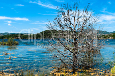 a bare tree on a summer morning by the lake