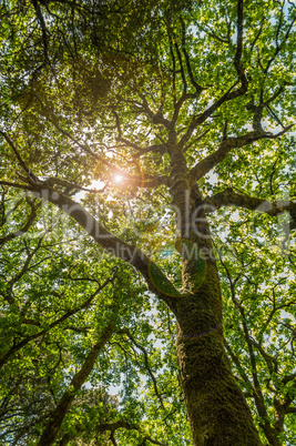 Spring tree