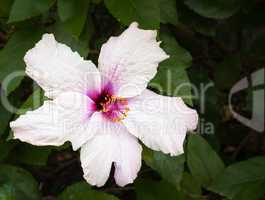 White and Purple hibiscus