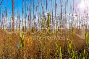 Reeds in the wind