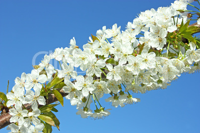 Pear flowers