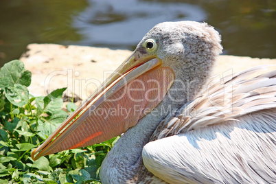 Pelican