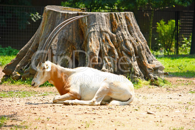 Scimitar oryx