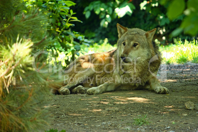 European wolf